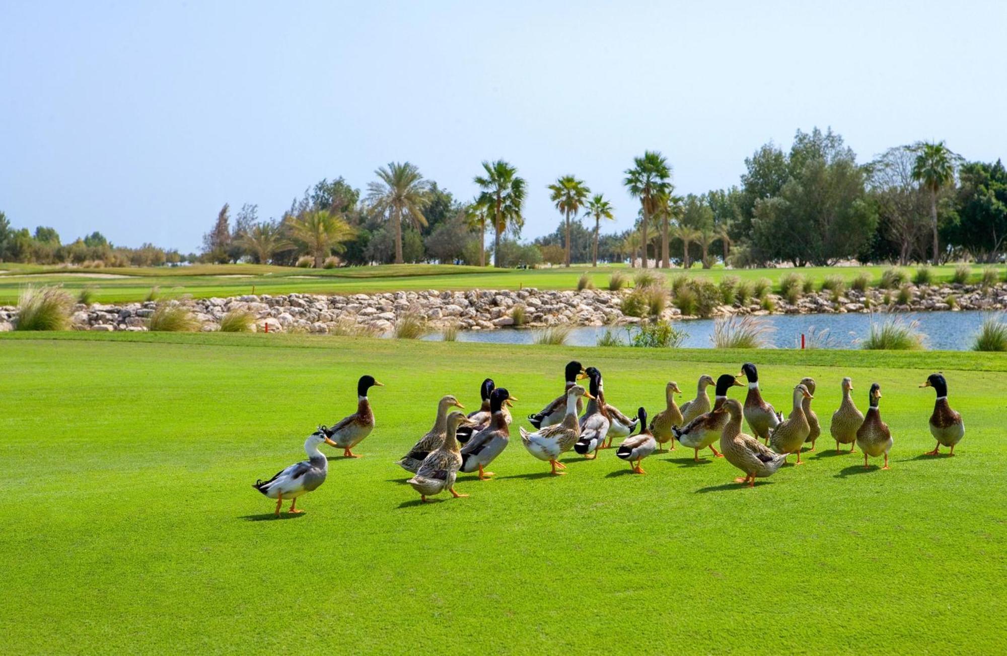 Velero Hotel Doha Lusail Zewnętrze zdjęcie Ducks at the golf course